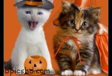 ᐅ halloween bilder lustig - Geburtstag GB Pics