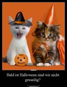 Lustige Halloween Bilder zum Schmunzeln