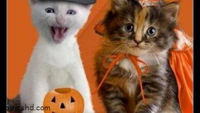 ᐅ halloween bilder lustig - Halloween Bilder GB Pics