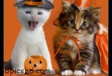 ᐅ halloween lustige bilder und spruche - Gute Nacht GB Pics