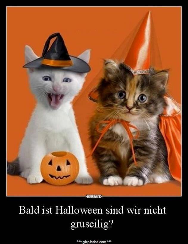 halloween lustige bilder und spruche