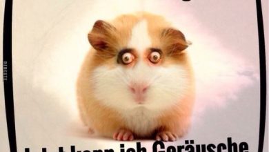 ᐅ jetzt kann ich gerausche sehen lustige bilder spruche witze echt lustig - Lustige bilder GB Pics