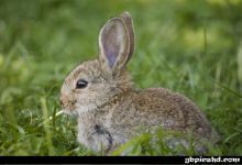 ᐅ kleiner hase - Prüfung GB Pics
