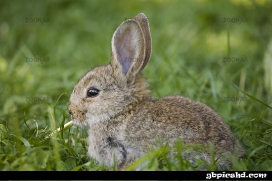 kleiner hase