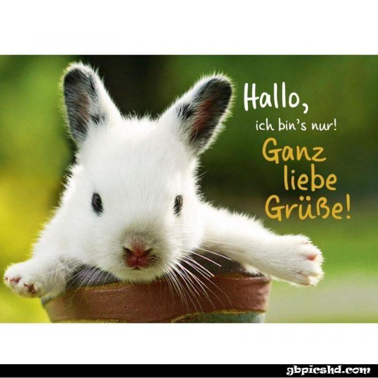 liebe gruse bilder tiere