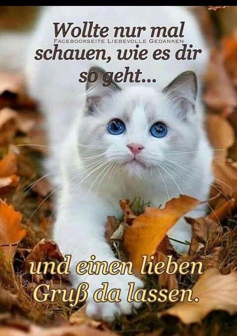 ᐅ liebe gruse katzen bilder - Wochentage Bilder GB Pics Liebe gruse katzen bilder 001