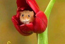ᐅ lustige sonntagsgruse - Geburtstag GB Pics