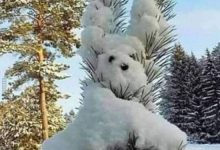 ᐅ lustige winterbilder - GB Pics