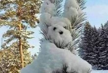 ᐅ lustige winterbilder - Gute Nacht GB Pics