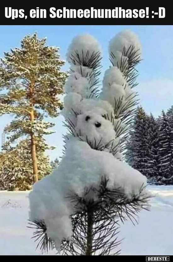 lustige winterbilder