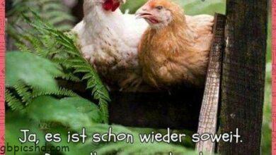 ᐅ mittwoch bilder - Mittwoch GB Pics