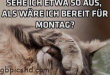 ᐅ montag bilder katze - Feste / Anlässe GB Pics