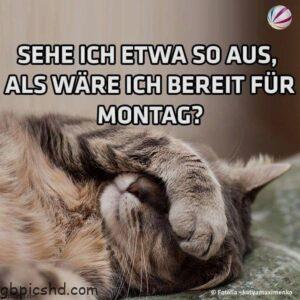 montag bilder katze
