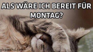 ᐅ montag bilder katze - Montag GB Pics