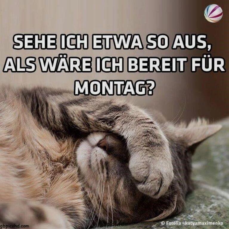 montag bilder katze