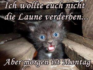 morgen ist montag bilder lustig kostenlos