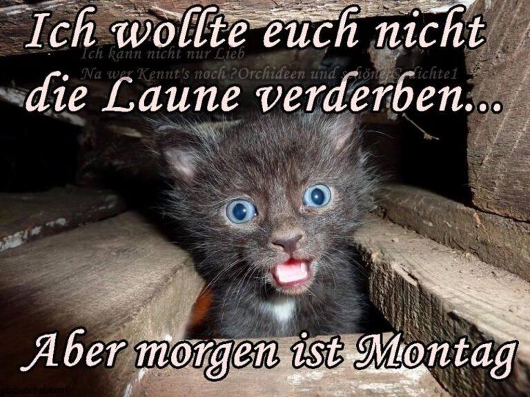 morgen ist montag bilder lustig kostenlos