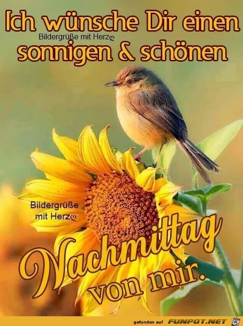 Ein Vogel sitzt auf einer Sonnenblume mit dem Text „Einen sonnigen & schönen Nachmittag“.