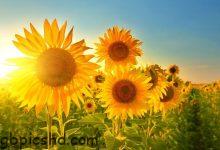 ᐅ schone blumen bilder - Karneval GB Pics