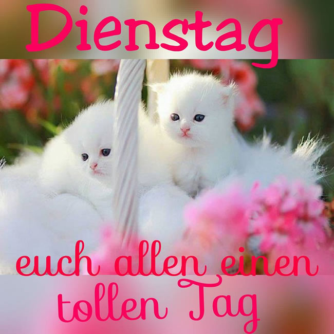 ᐅ schönen dienstag bilder lustig - Dienstag GB Pics Schonen dienstag bilder lustig 009