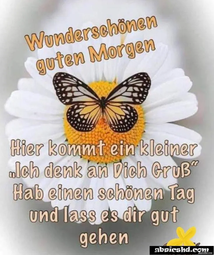 Weiße Blume mit gelbem Zentrum und Schmetterling. Text: Guten Morgen und Gruß an dich.