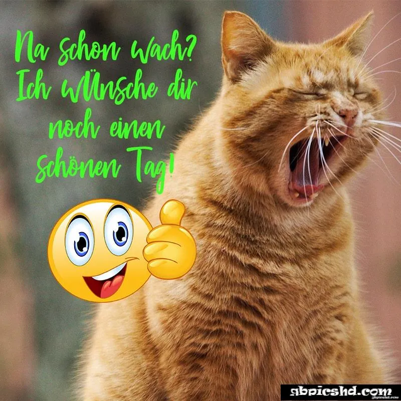 Eine orangefarbene Katze gähnt vor einem grünen Hintergrund mit Text.