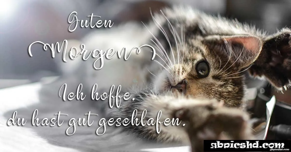 Eine schlafende Katze auf einem Tisch mit dem Text „Guten Morgen“.