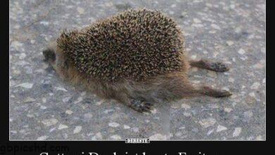 ᐅ gott sei dank freitag - Freitag GB Pics