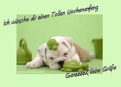 Ein Bulldoggenwelpe schläft mit einer grünen Schildkröte auf dem Kopf.