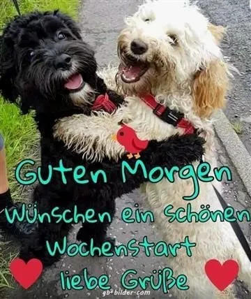 Zwei Hunde umarmen sich und lächeln, mit einem bunten Text über einen guten Wochenstart.
