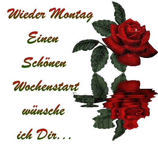 Rote Rose mit Spruch zum Wochenstart auf dunklem Hintergrund.