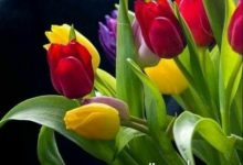 ᐅ wunderschoenen montag bilder - Wochentage Bilder GB Pics