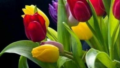 ᐅ wunderschoenen montag bilder - Montag GB Pics