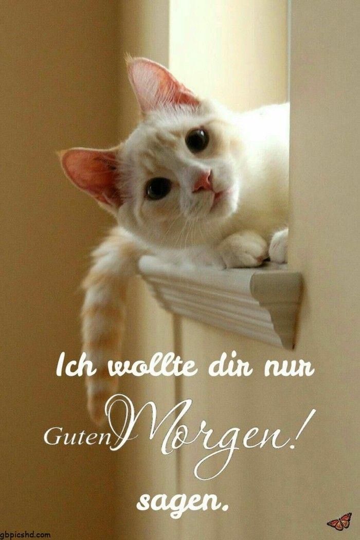 ᐅ Guten Morgen Katze - Guten Morgen GB Pics Guten Morgen Katze