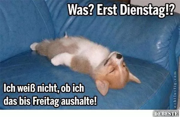 Du bist ja schon wach dann mal schonen dienstag lustige bilder spruch 004