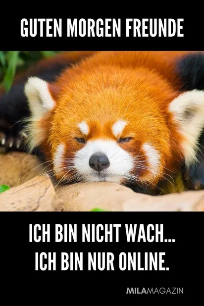 Du bist ja schon wach dann mal schonen dienstag lustige bilder spruch 010