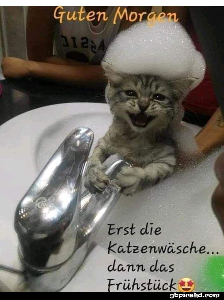 Guten morgen lustige bilder lustige katze 001