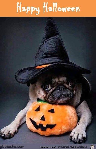 Halloween bilder lustig 025