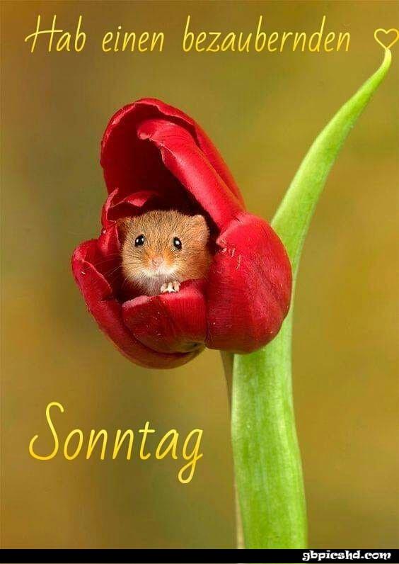 ᐅ lustige sonntagsgruse - Sonntag GB Pics Lustige sonntagsgruse 001