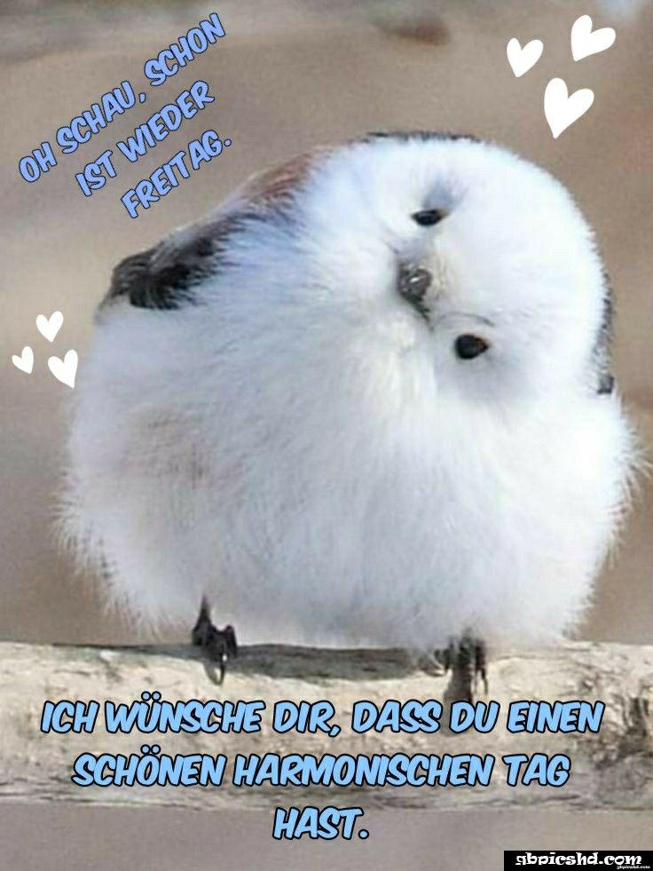 Schones wochenende guten morgen bilder freitag 029